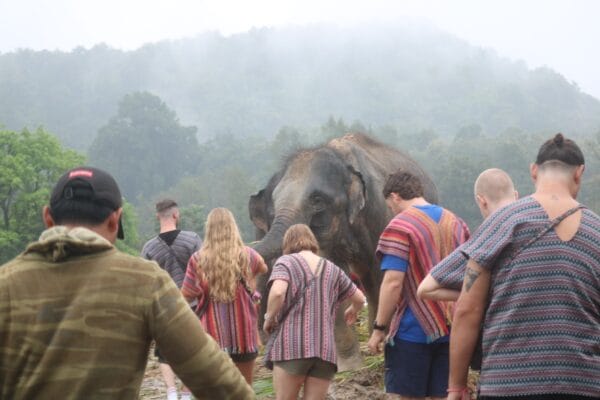 Tour A – Half Day(Morning) Elephant Care