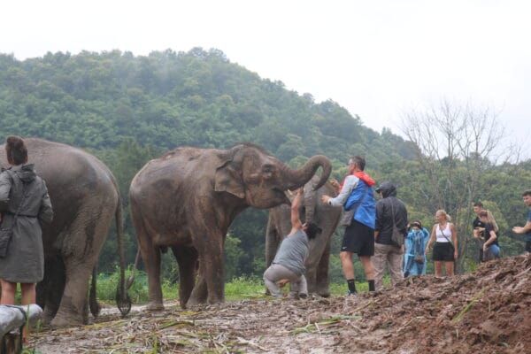 Half day elephant care (Not inc. transportation)