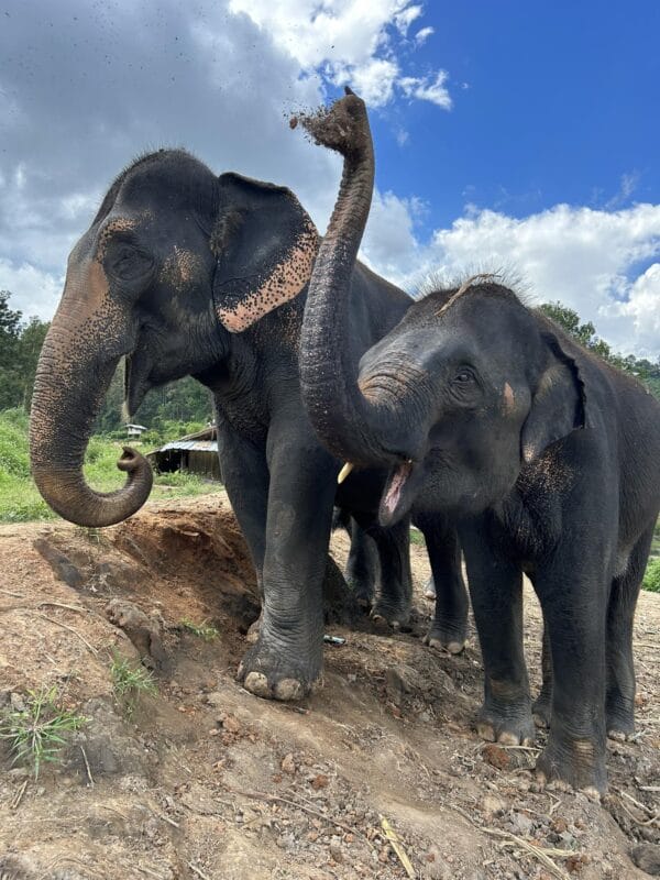 Tour A – Half Day (Afternoon) Elephant Experience