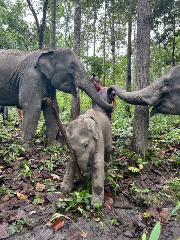 Tour G Private – Two Days One Night Doi Inthanon National Park & Elephant Care