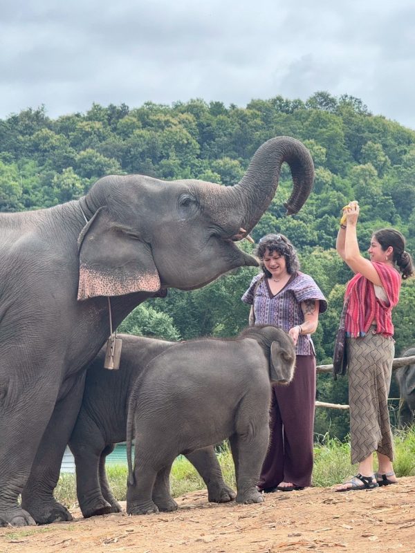 Tour A – Half Day(Morning) Elephant Experience